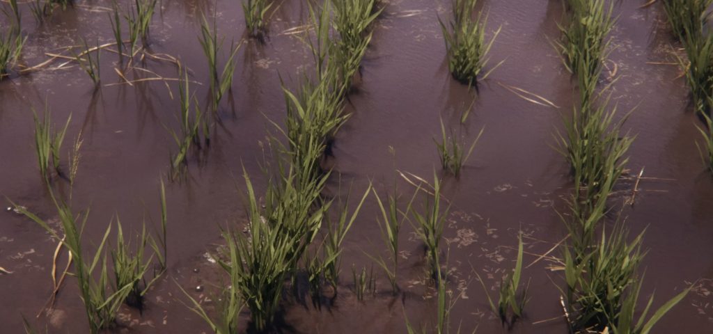 Culturi de orez și spanac în Farming Simulator 25 